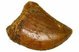 Serrated, Baby Carcharodontosaurus Tooth - Morocco #361025-1